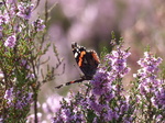 FZ020370 Red Admiral (Vanessa atalanta) on Heather (Calluna vulgaris).jpg